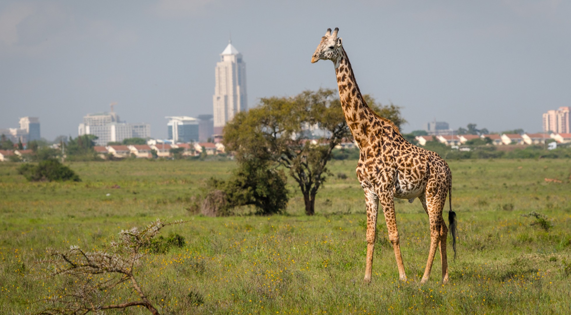 Kenya2 giraffe