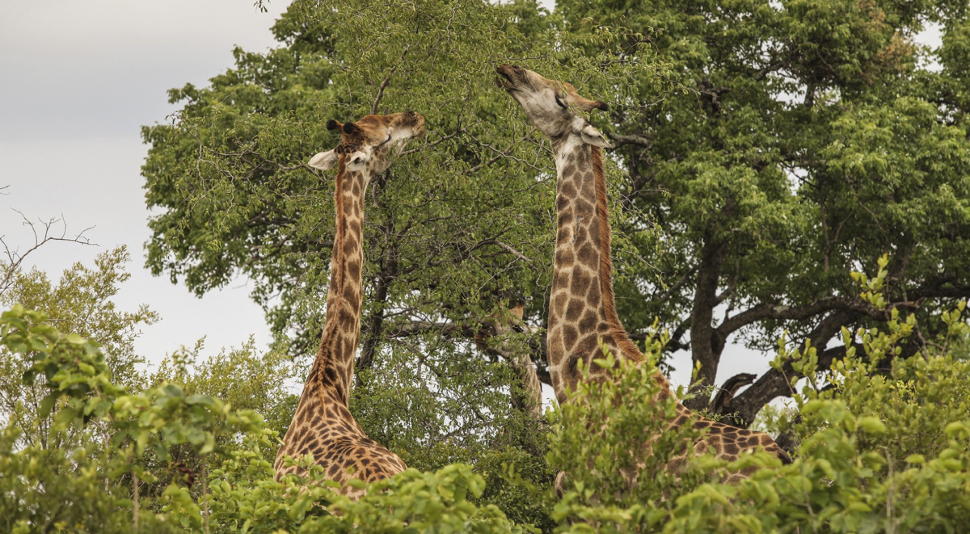 Giraffes