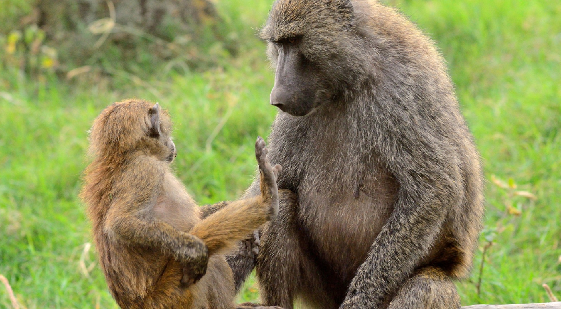Baboons in Kenya