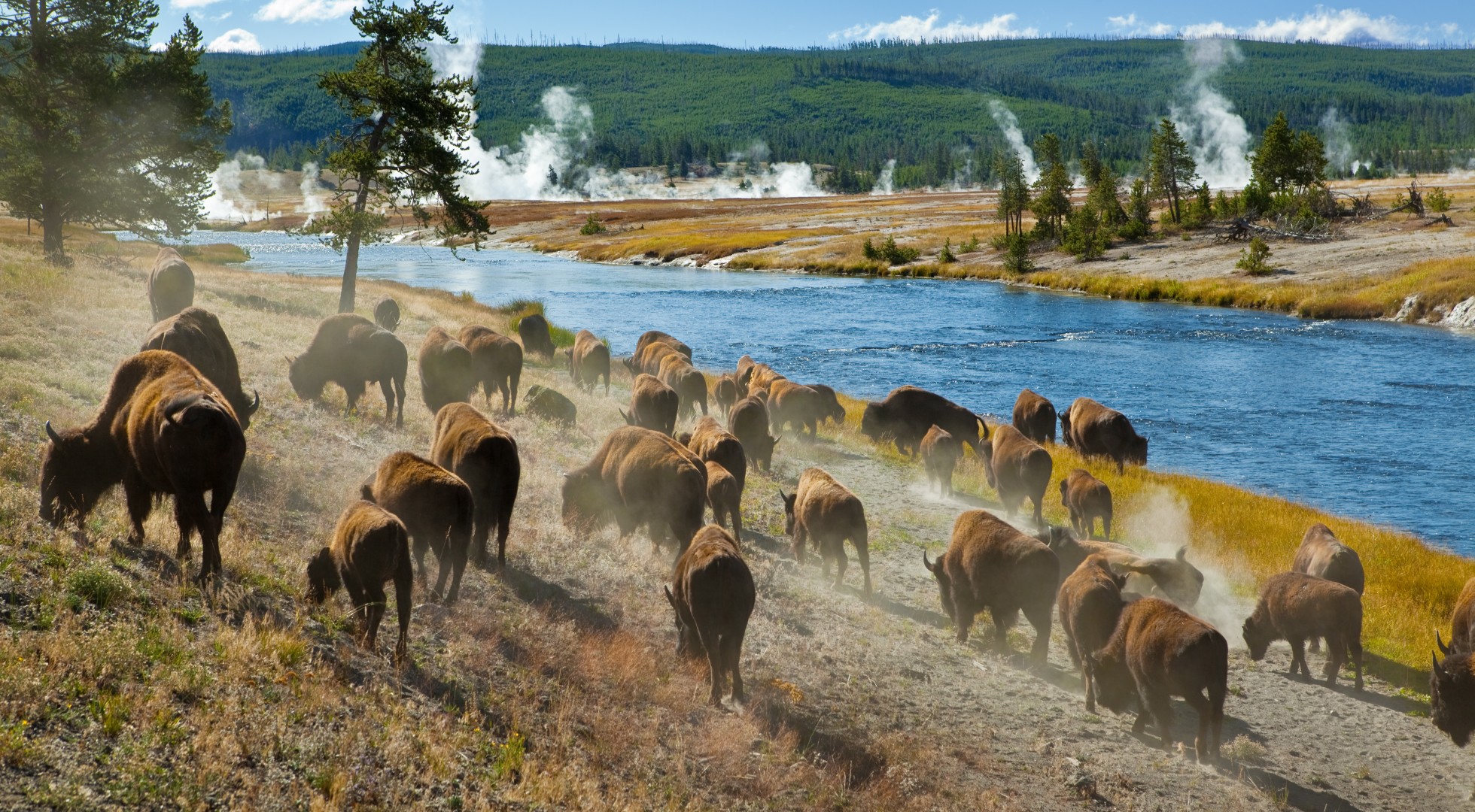 Bison in Yellowstone