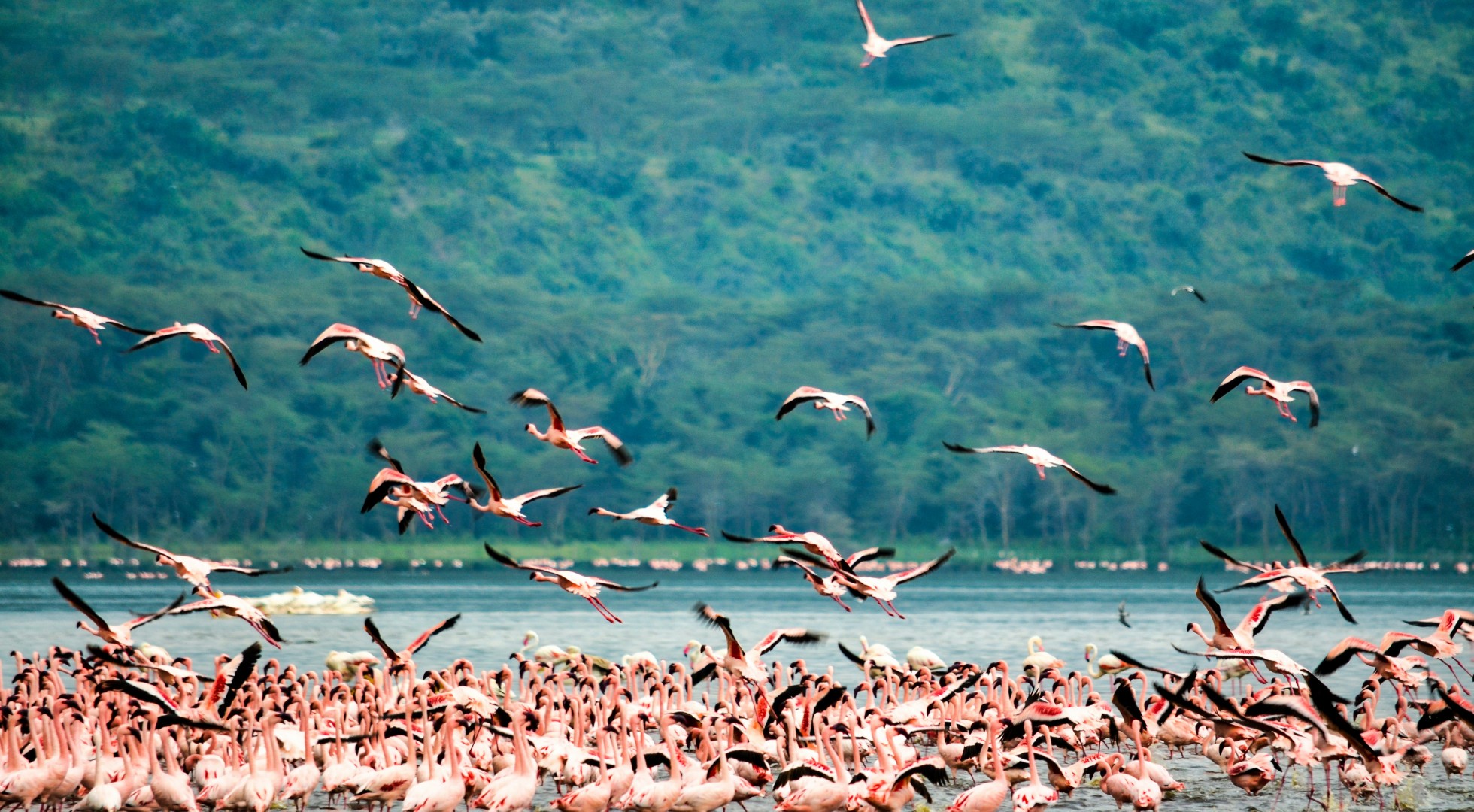 Flamingos in Kenya