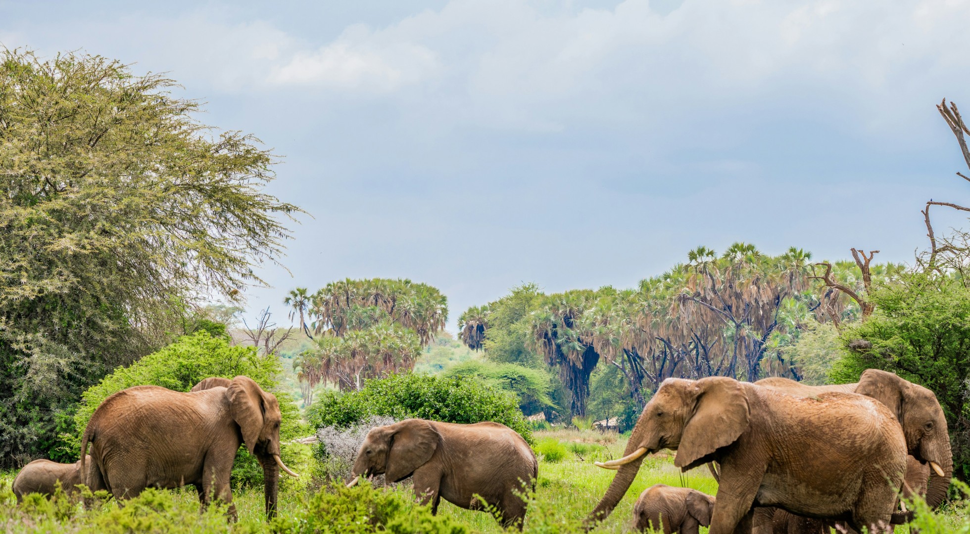 Elephants in Kenya