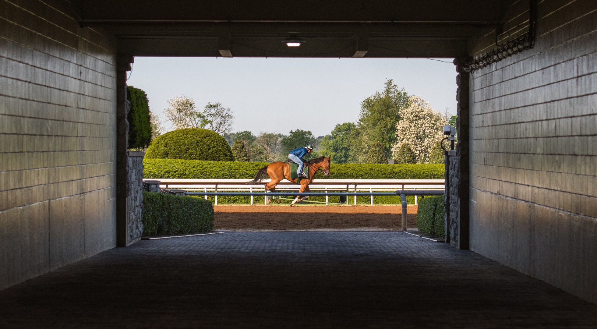 Horse at Kentucky Derby