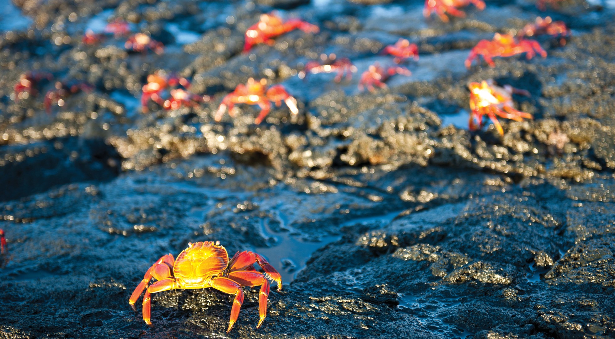 Crabs on Galapagos