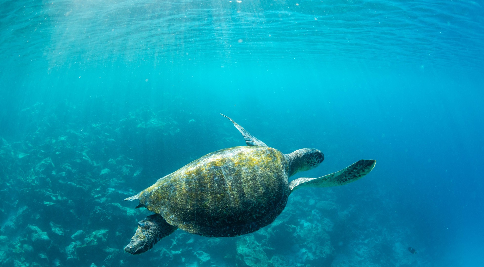 Turtle underwater