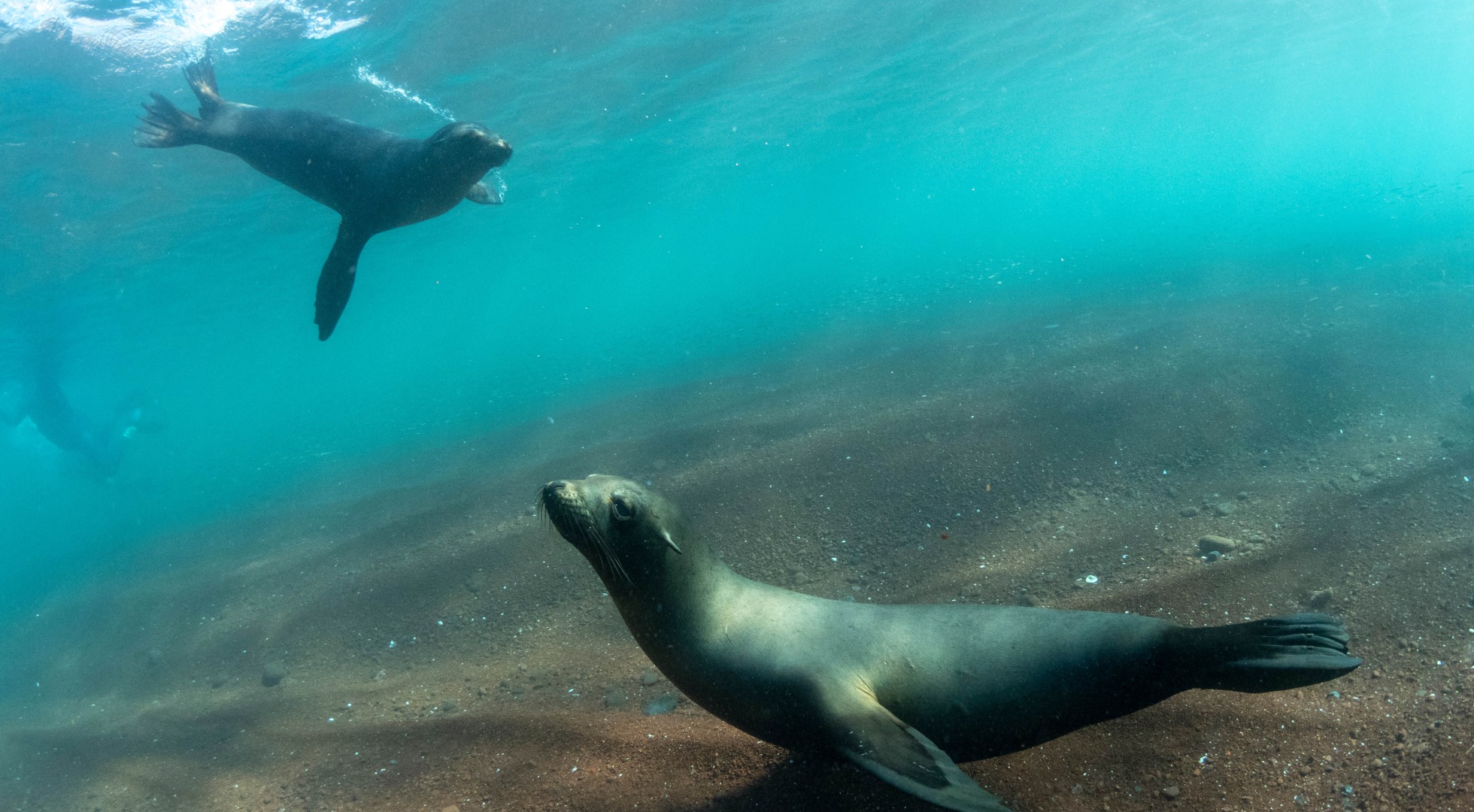 Galapagos Islands Rabida Island