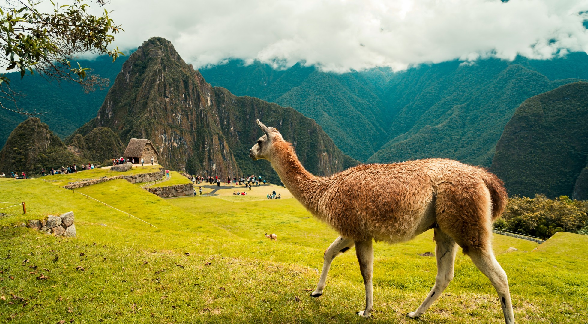 Machu Picchu and Llama