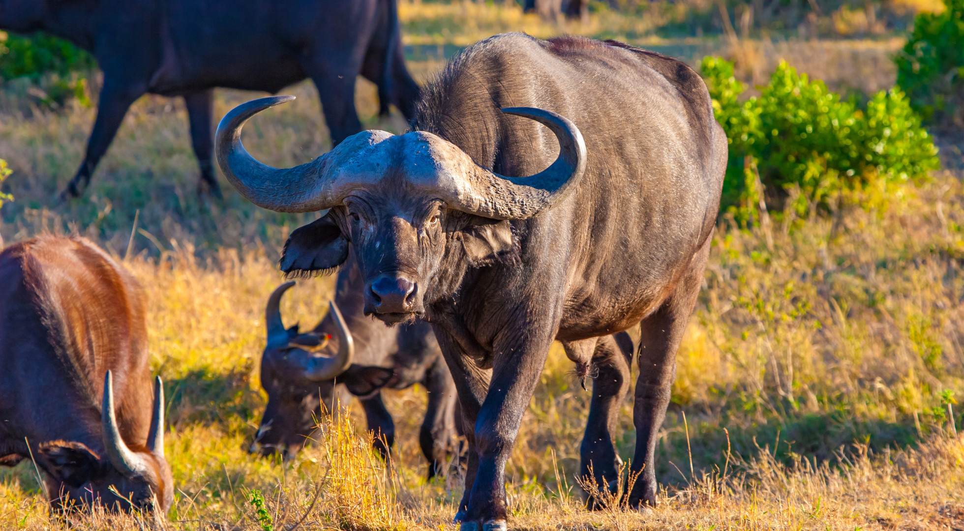 Cape Buffalo