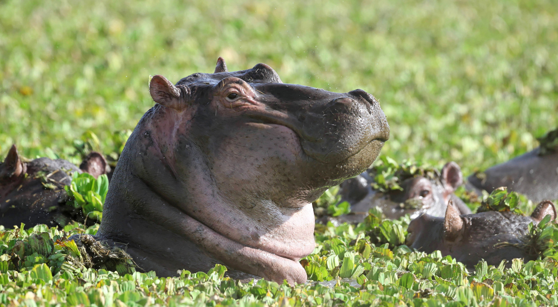 Hippos