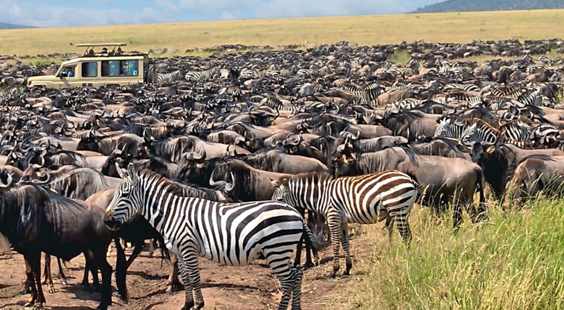 Zebra herd