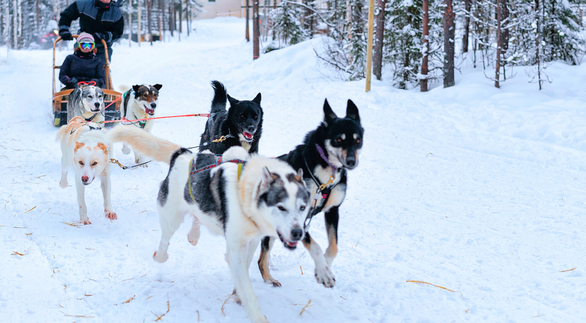 Huskies