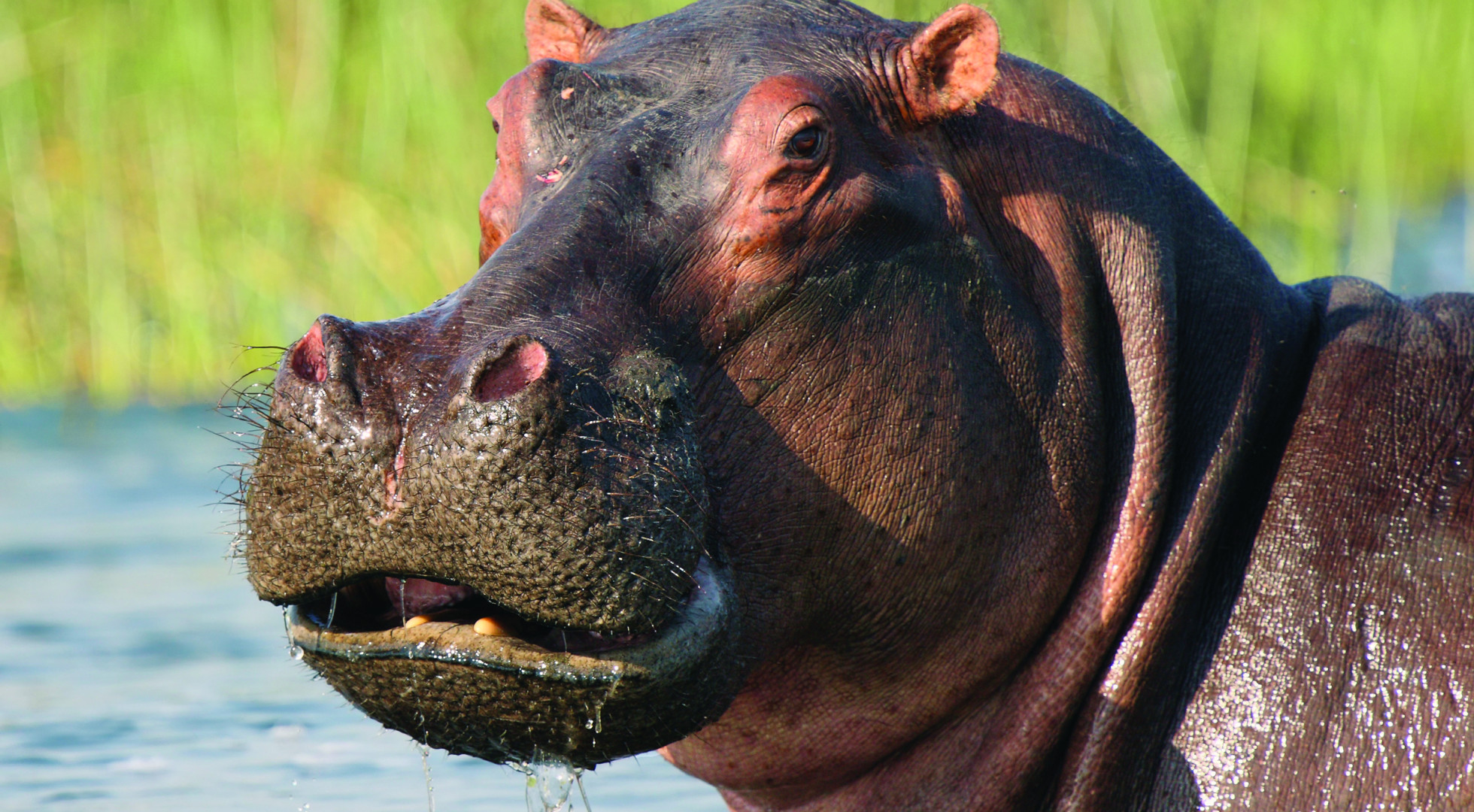 hippo