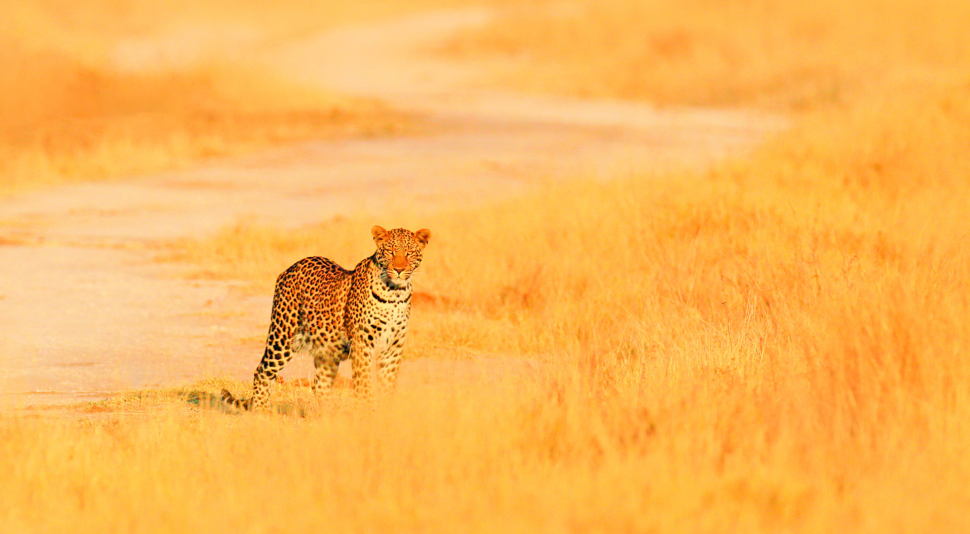 Cheetah