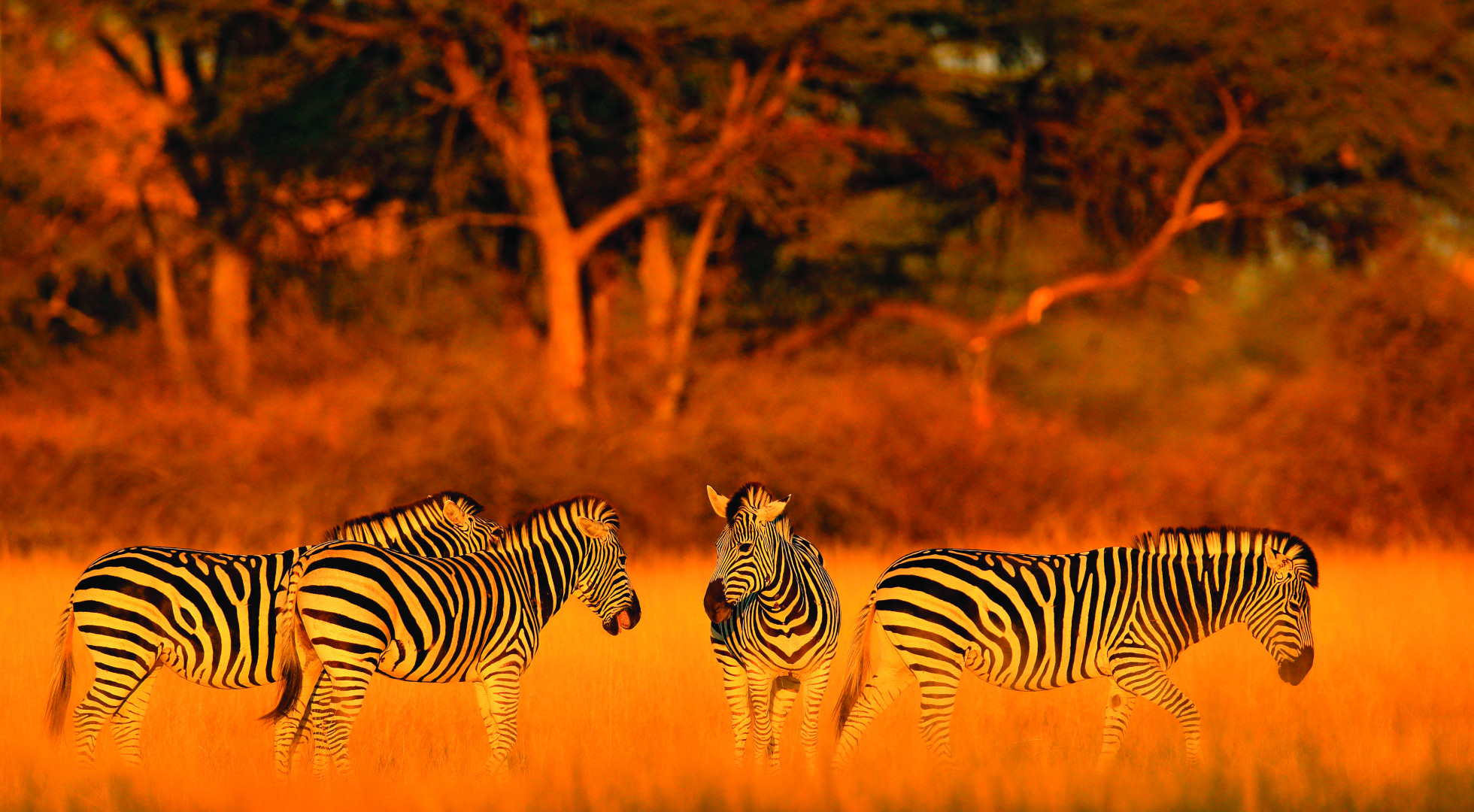 Zebras