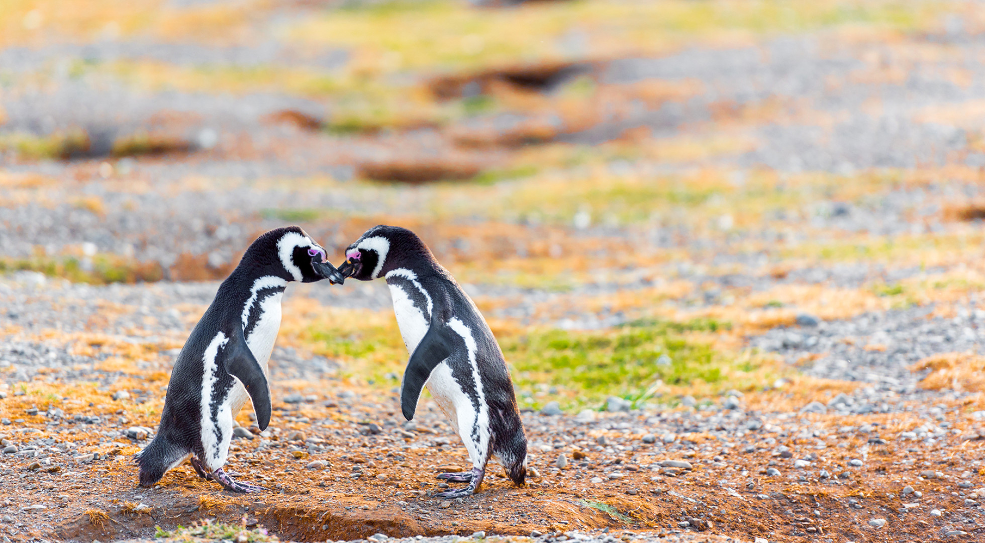 penguins