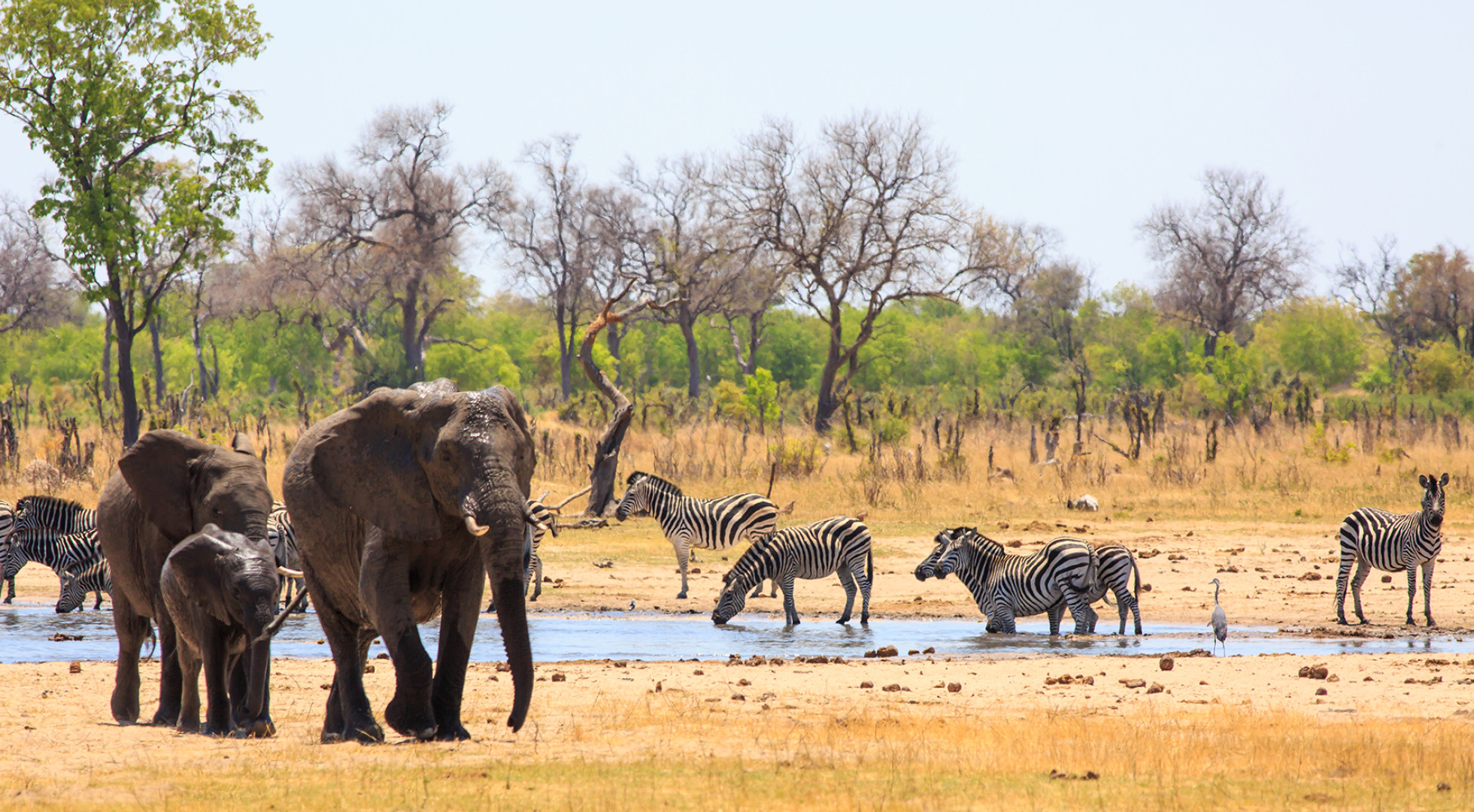 elphants