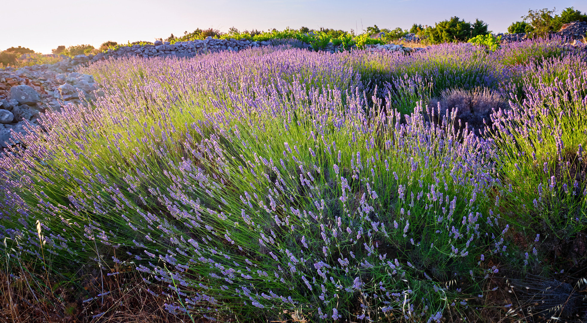 lavender