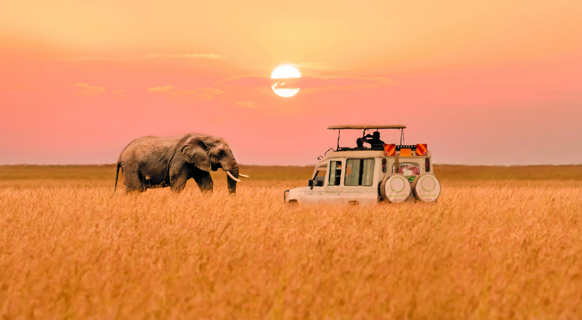 safari