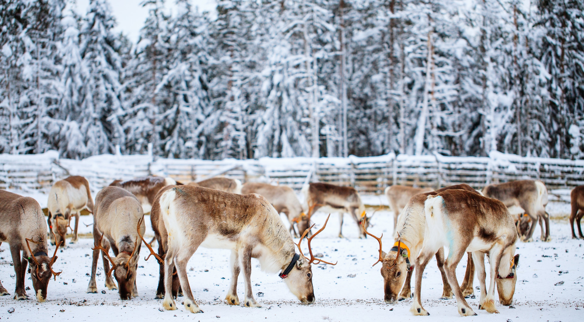 Reindeer
