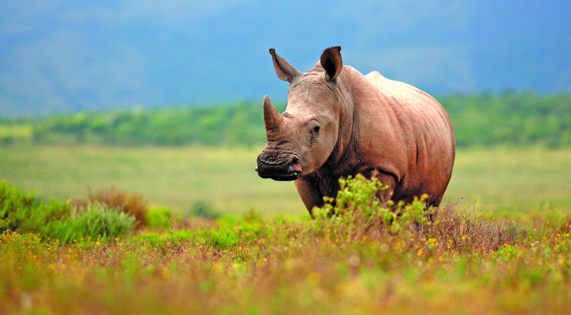 Rhino