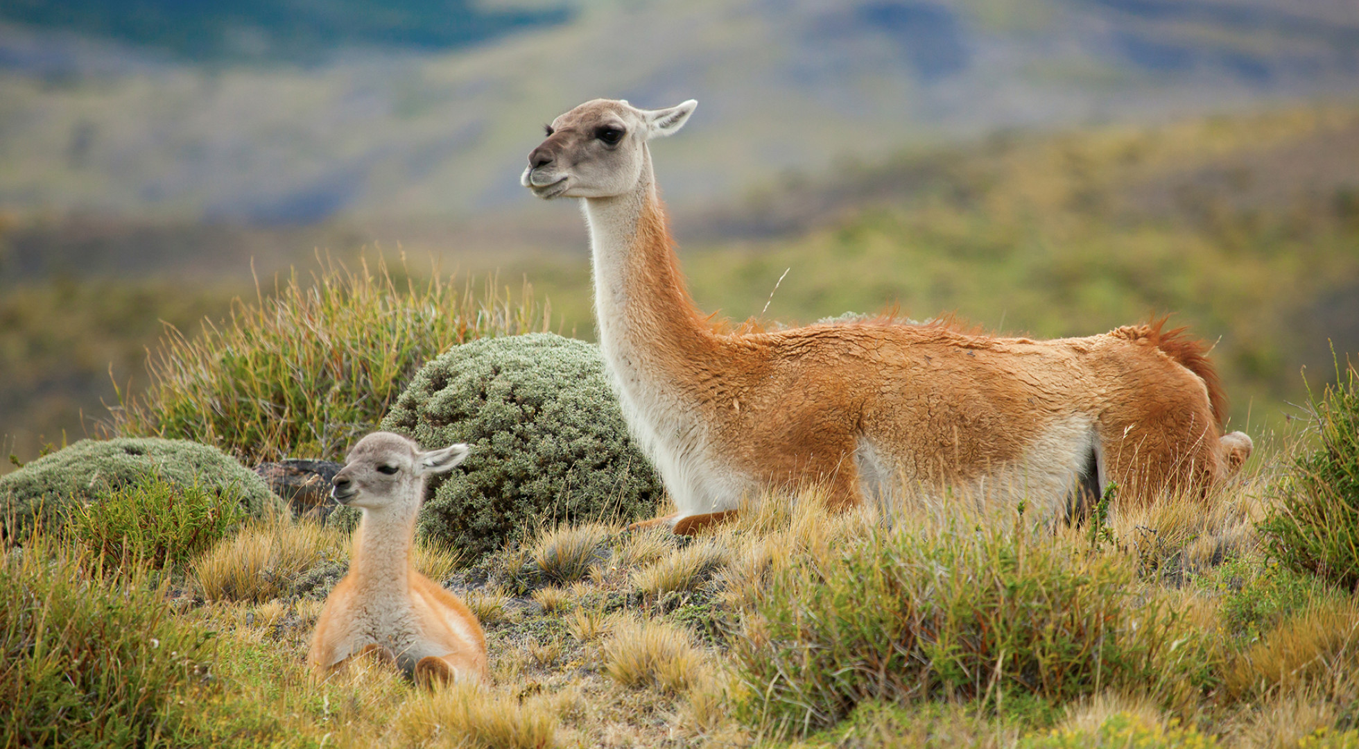 wildlife