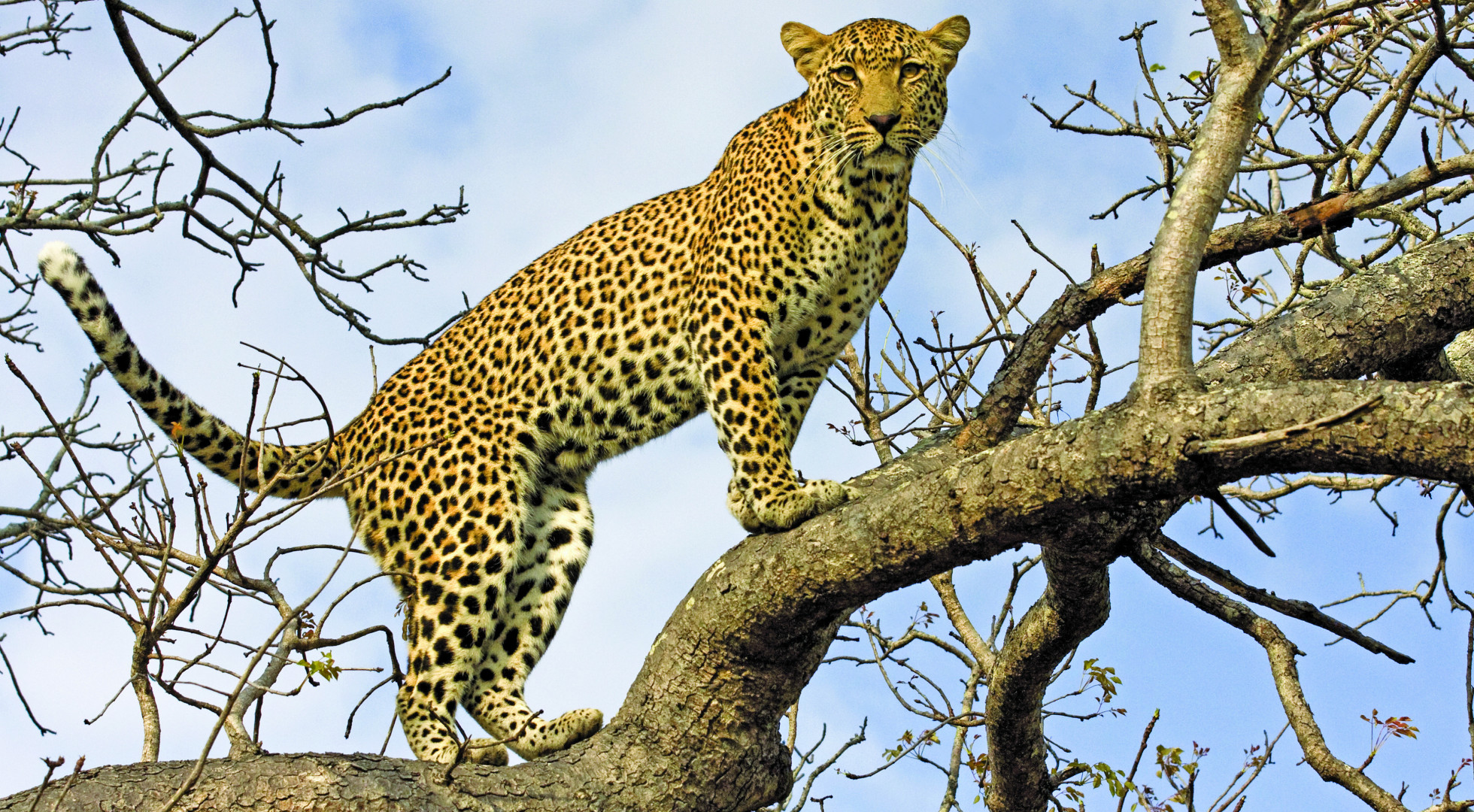 Leopard