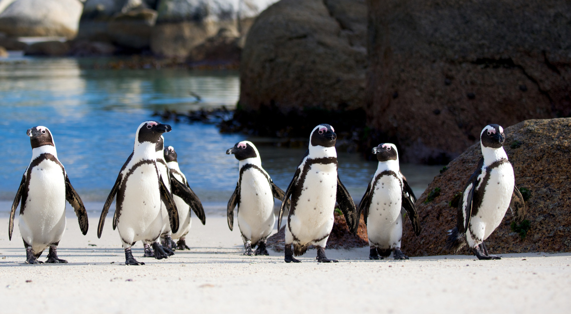 penguins