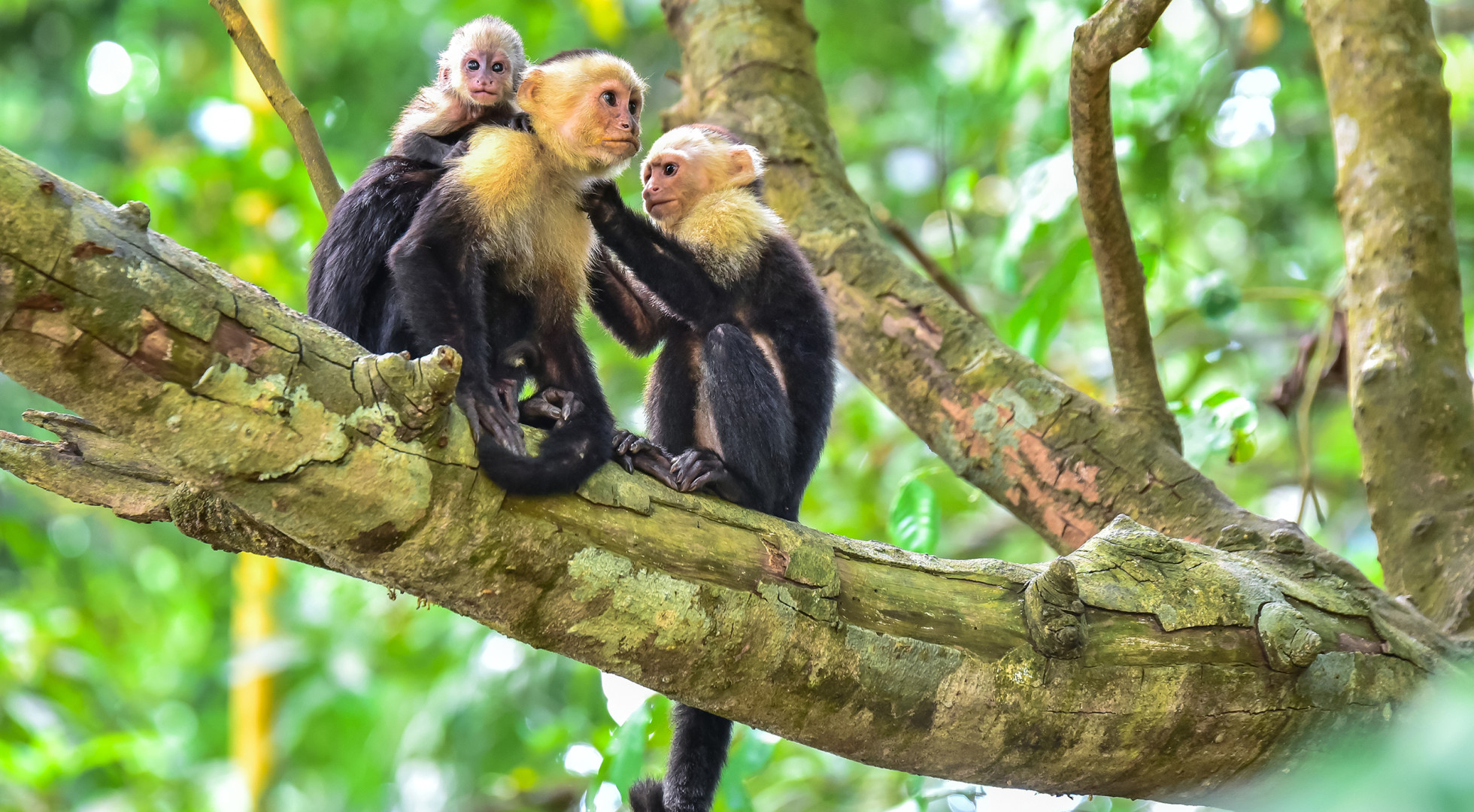 monkeys
