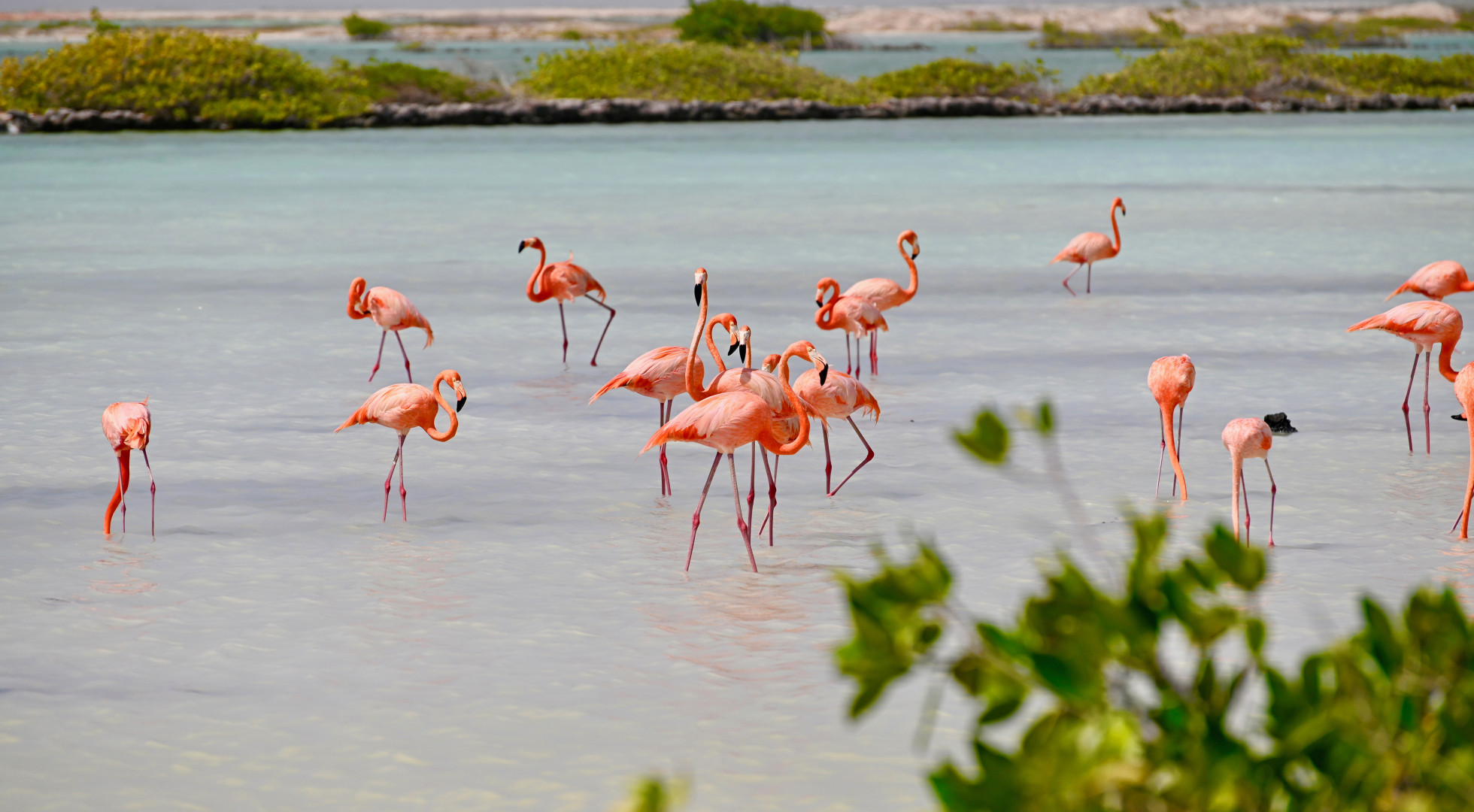 Flamingos