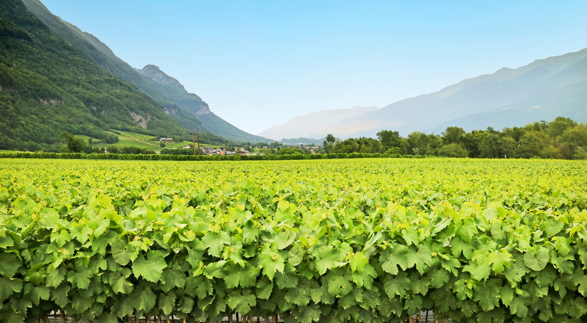 Savoie Region Vineyard