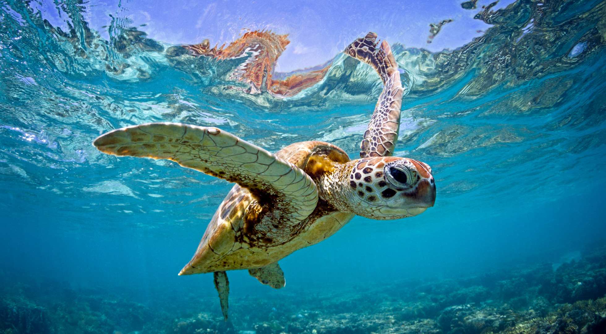 Sea Turtle