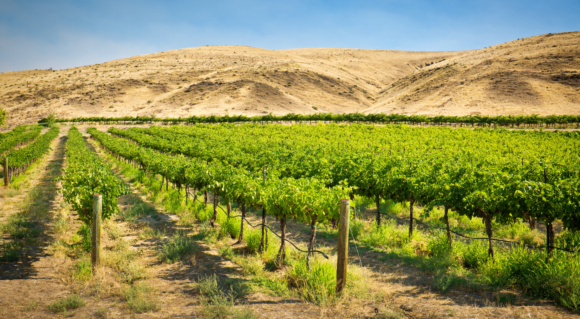 winery