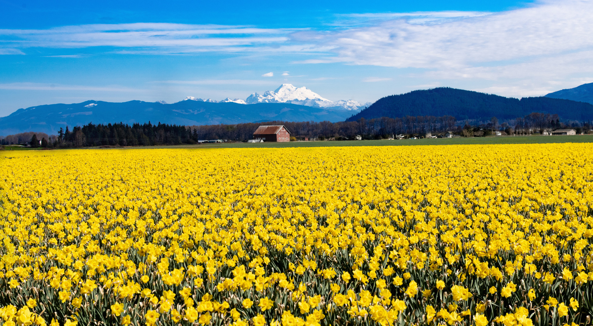 Flower Field