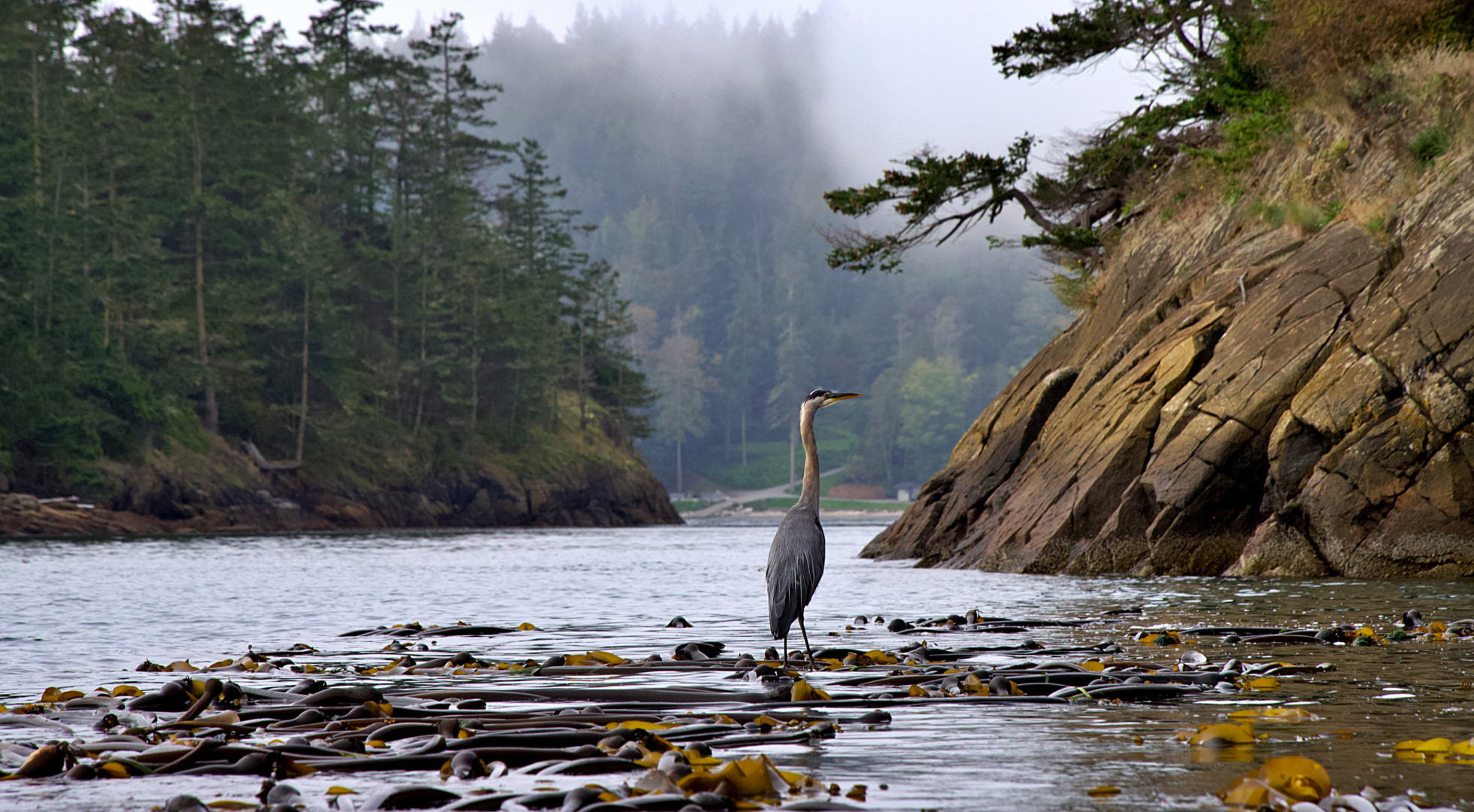 San Juan Heron