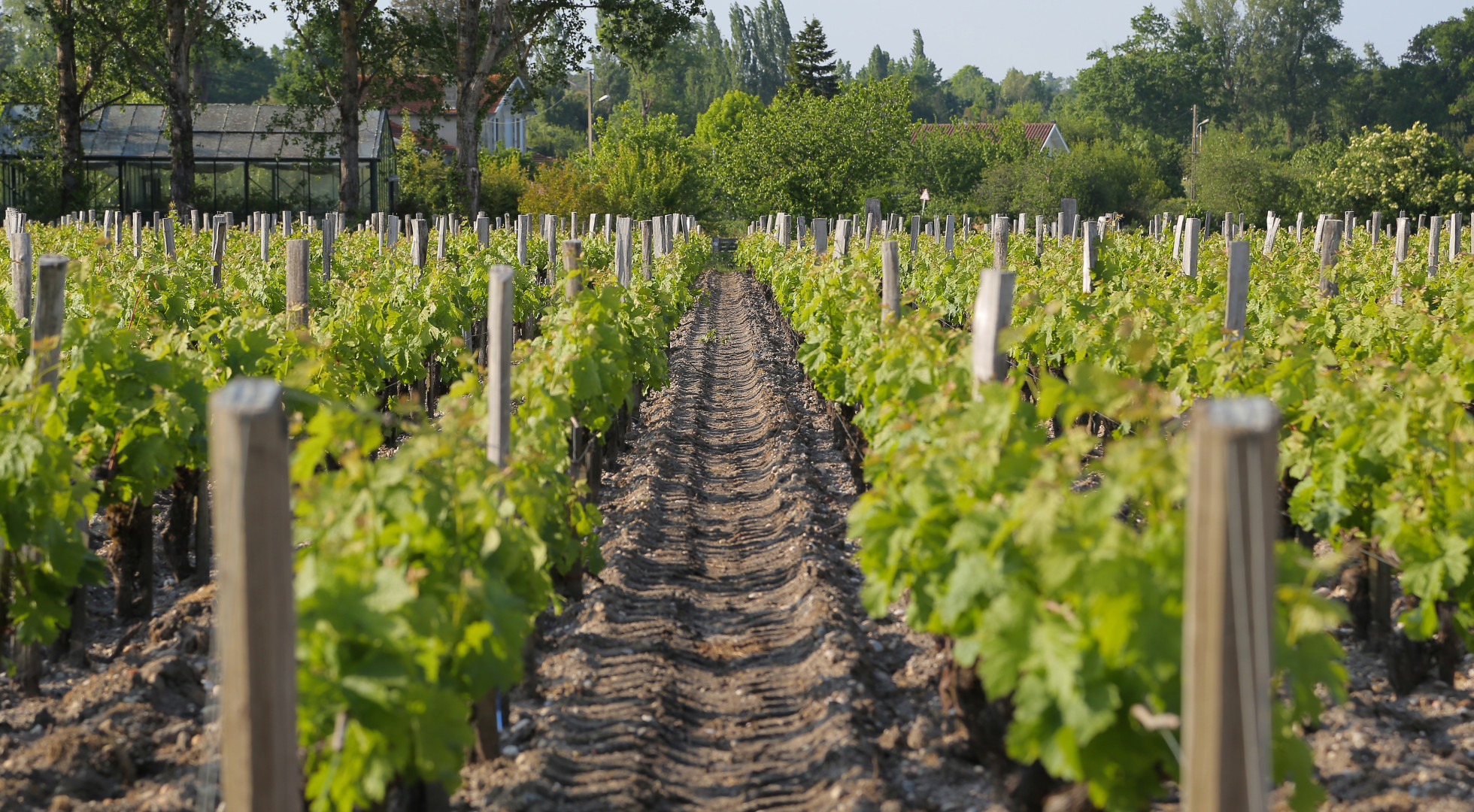 Pauillac Vineyard