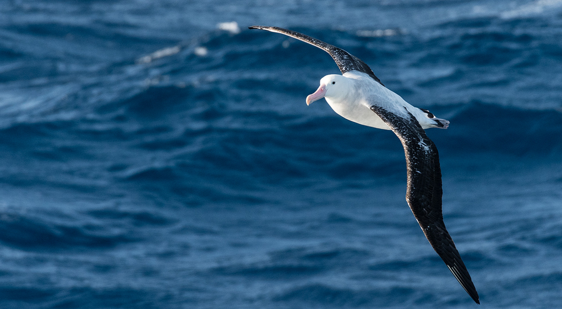 Albatross