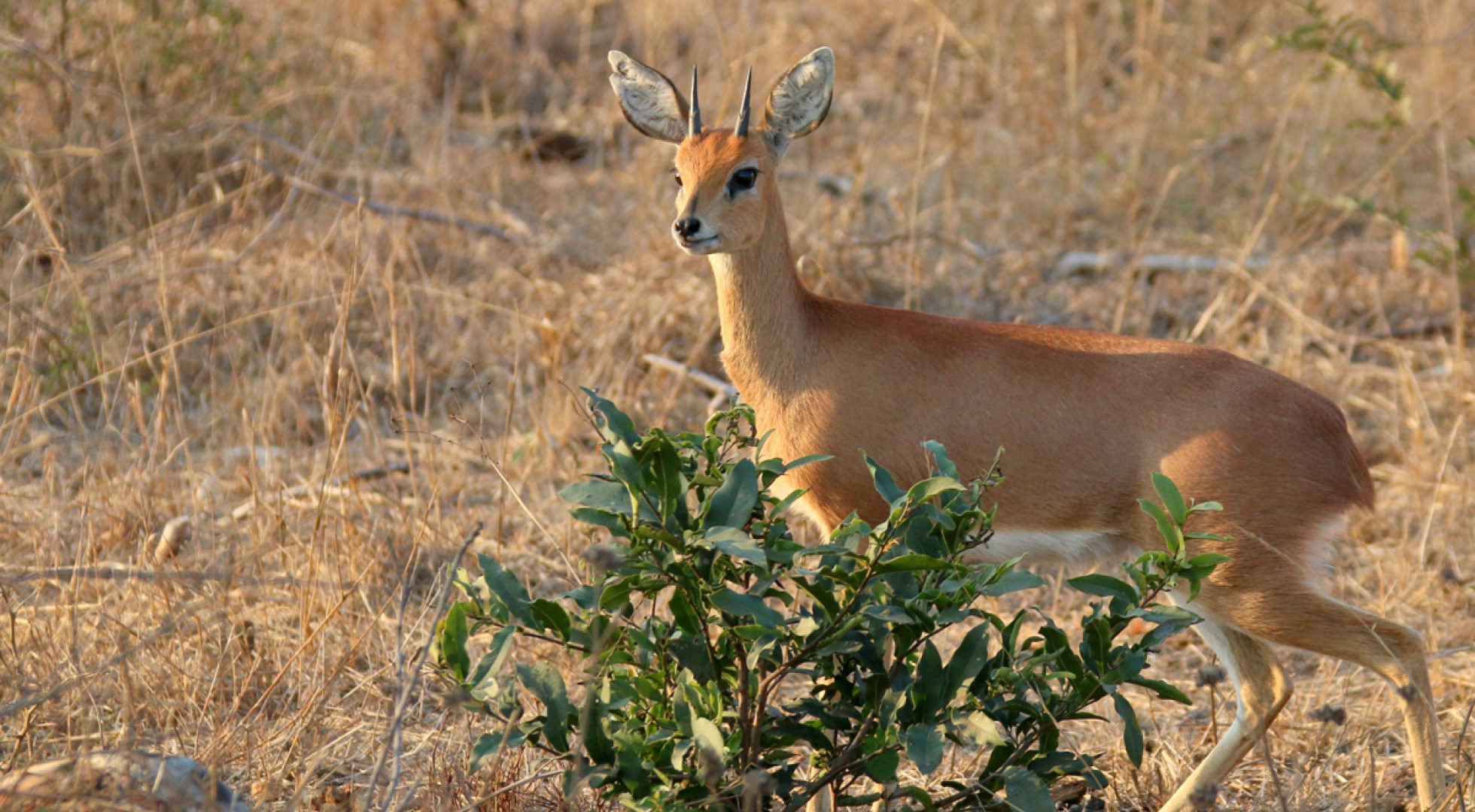 deer