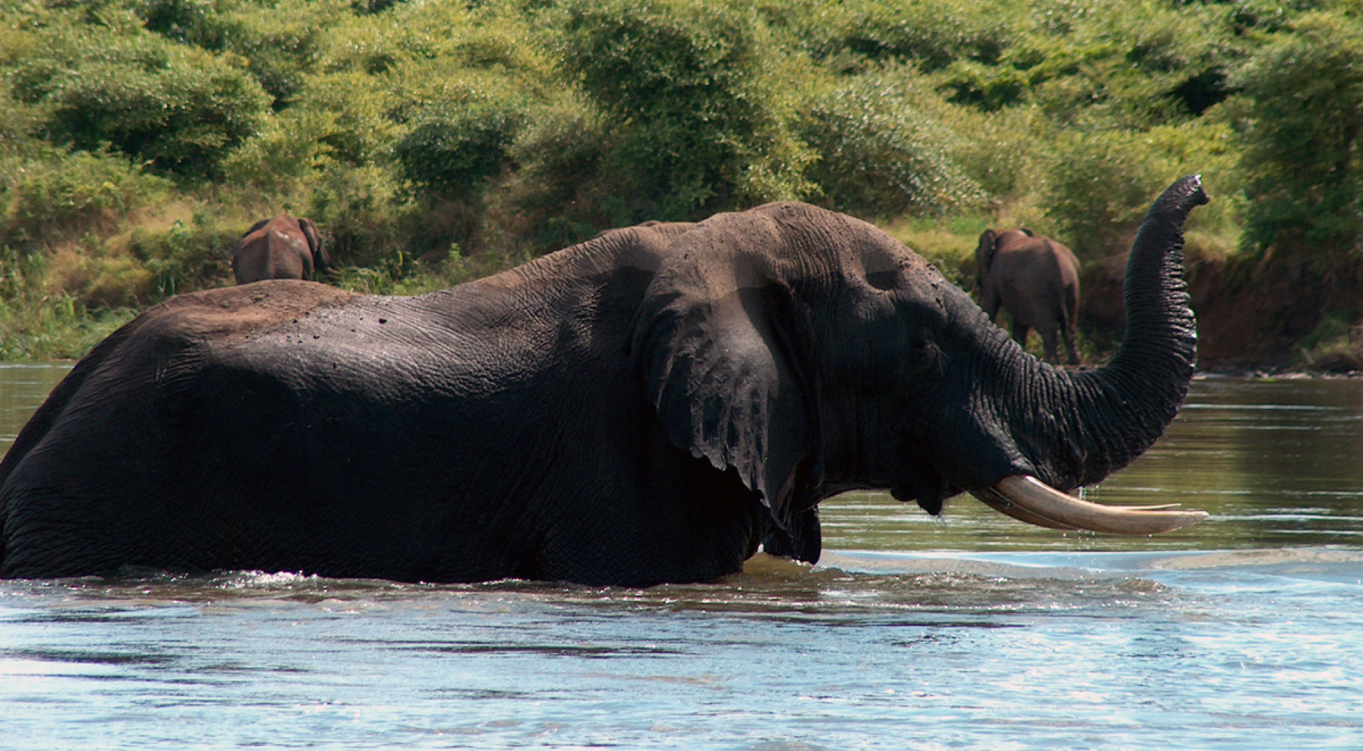 elephant watering 