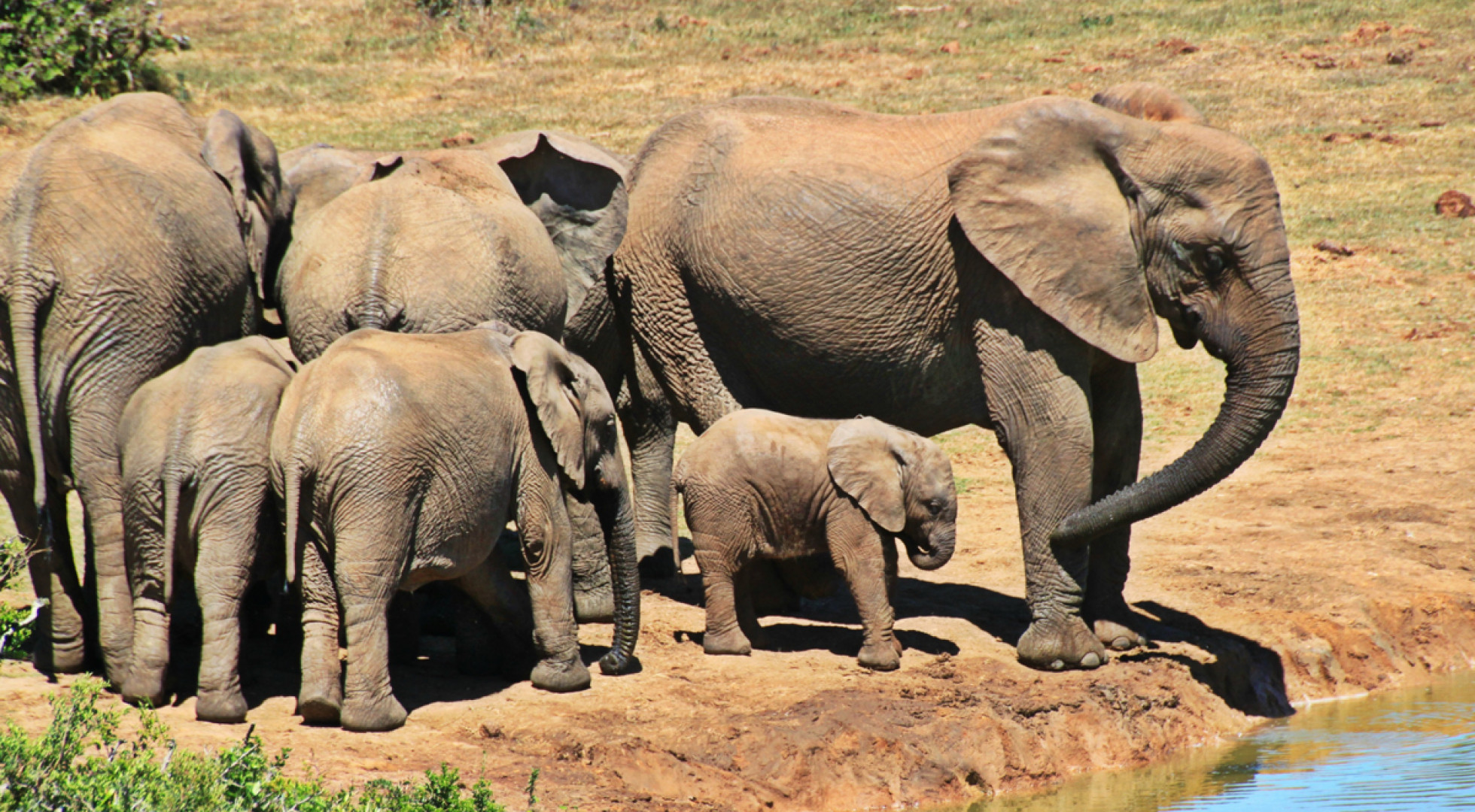 elphants