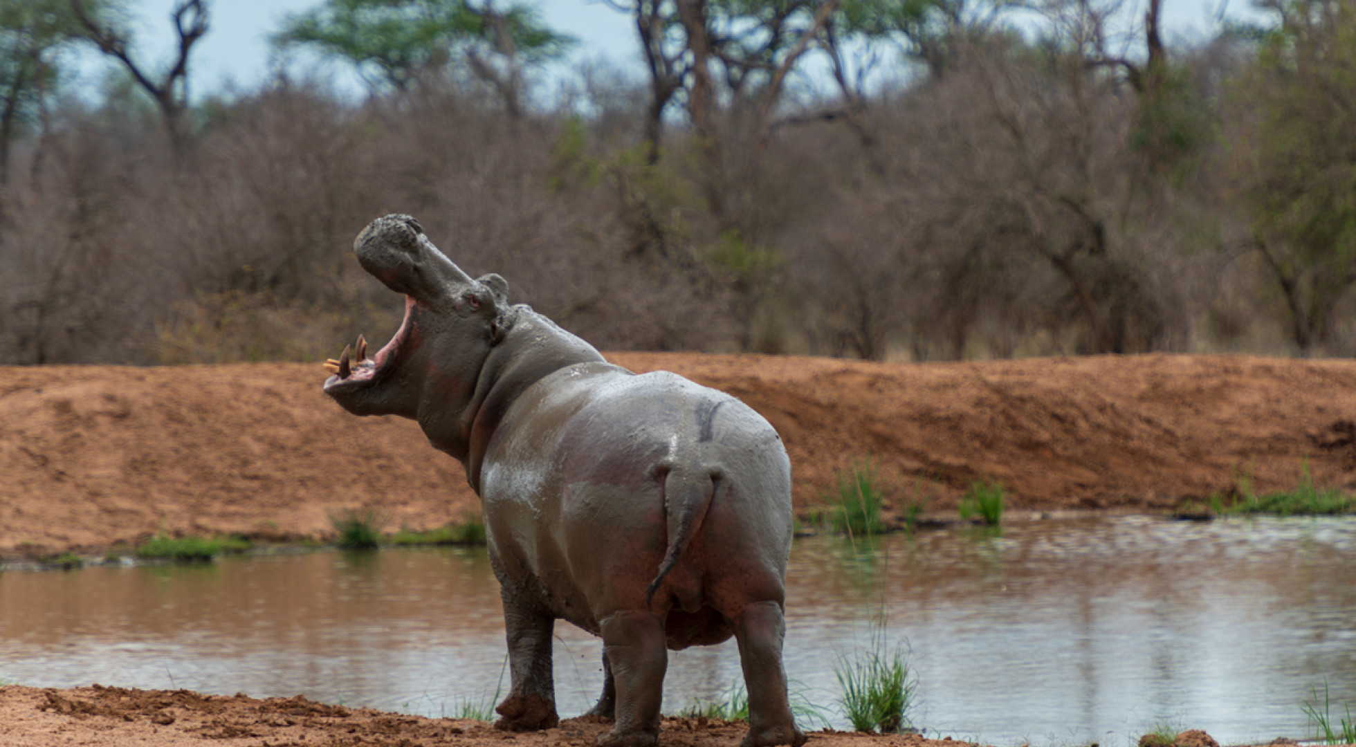 hippo