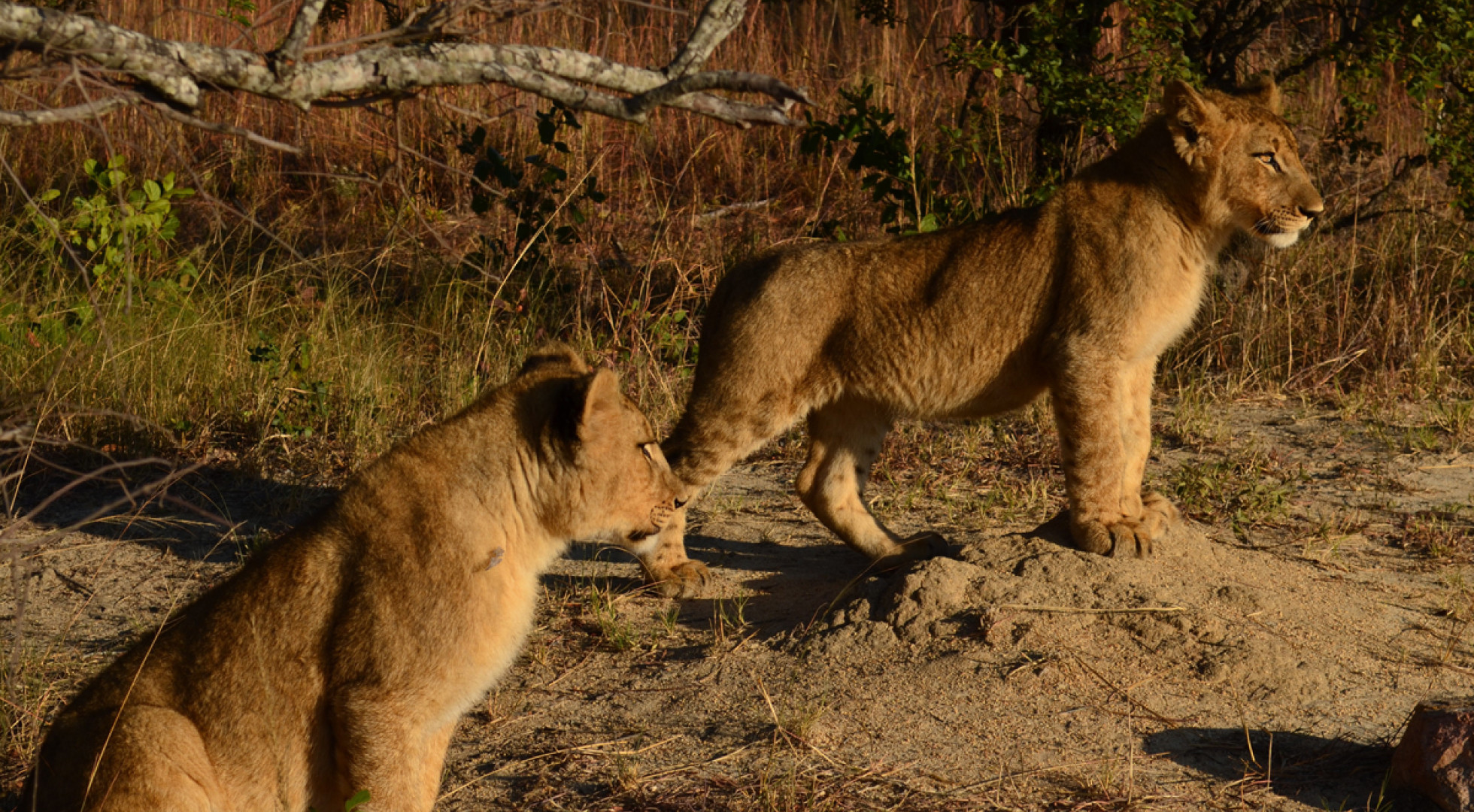 lions