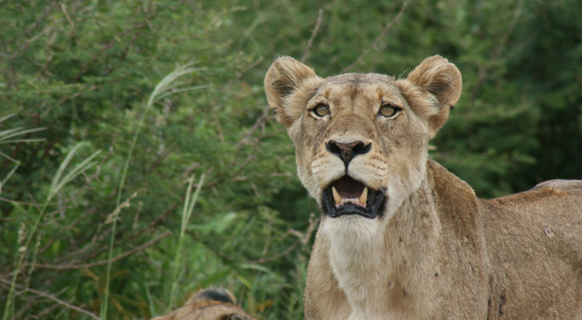 lioness