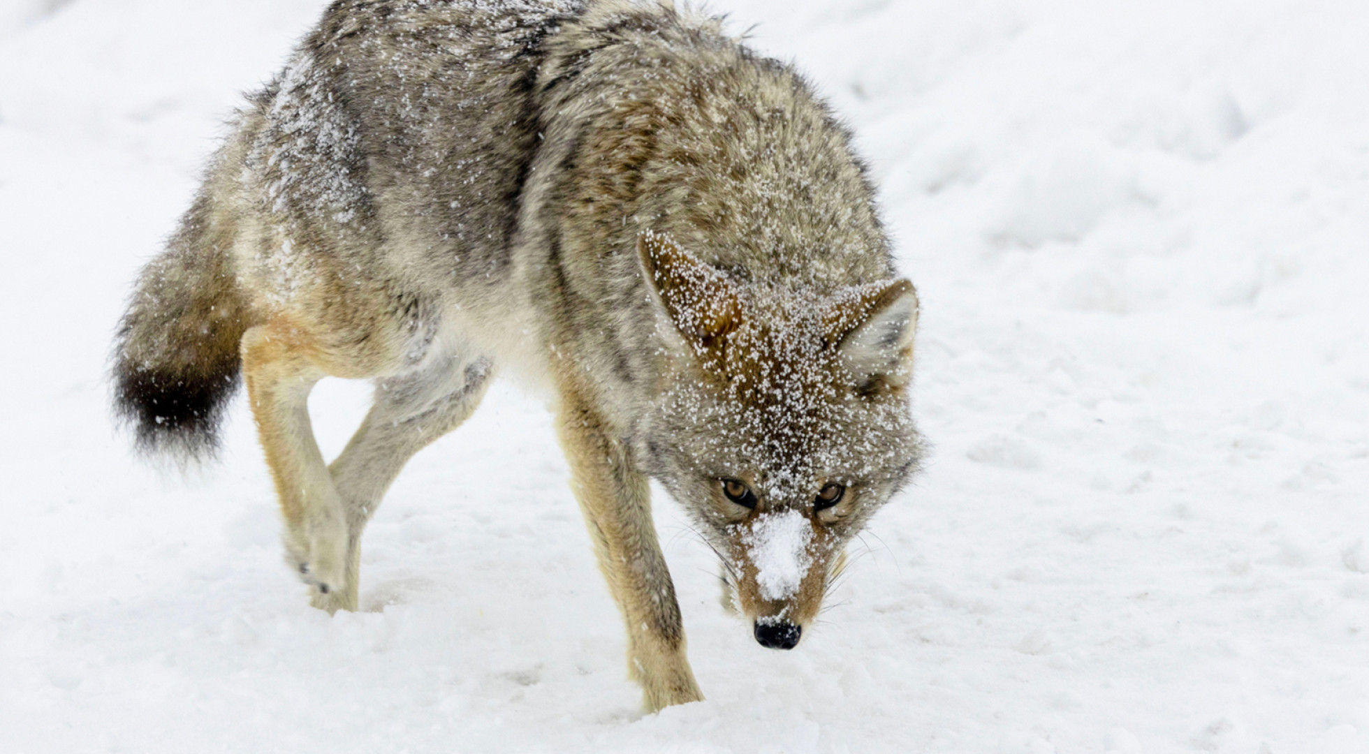 coyote
