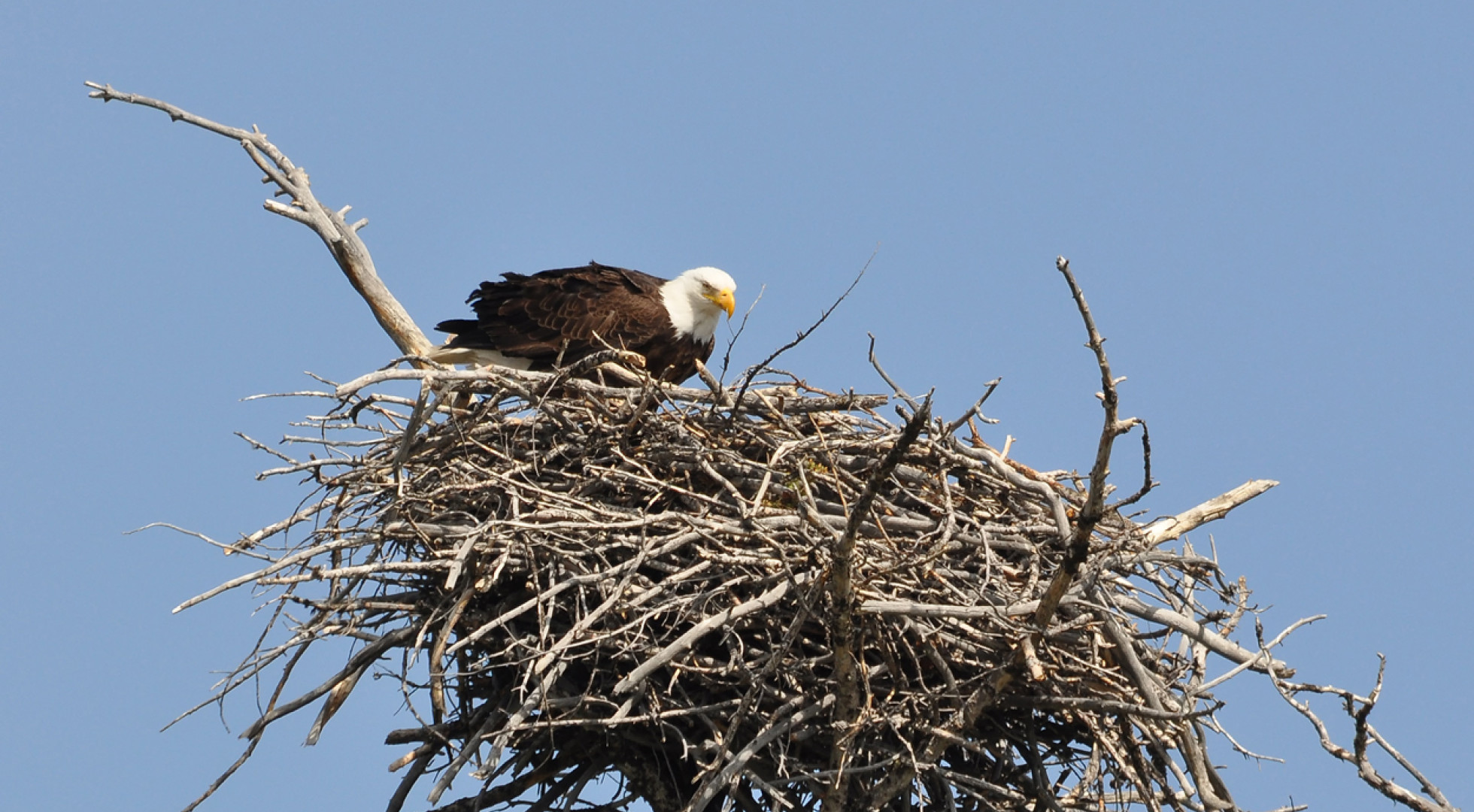 bald eagle