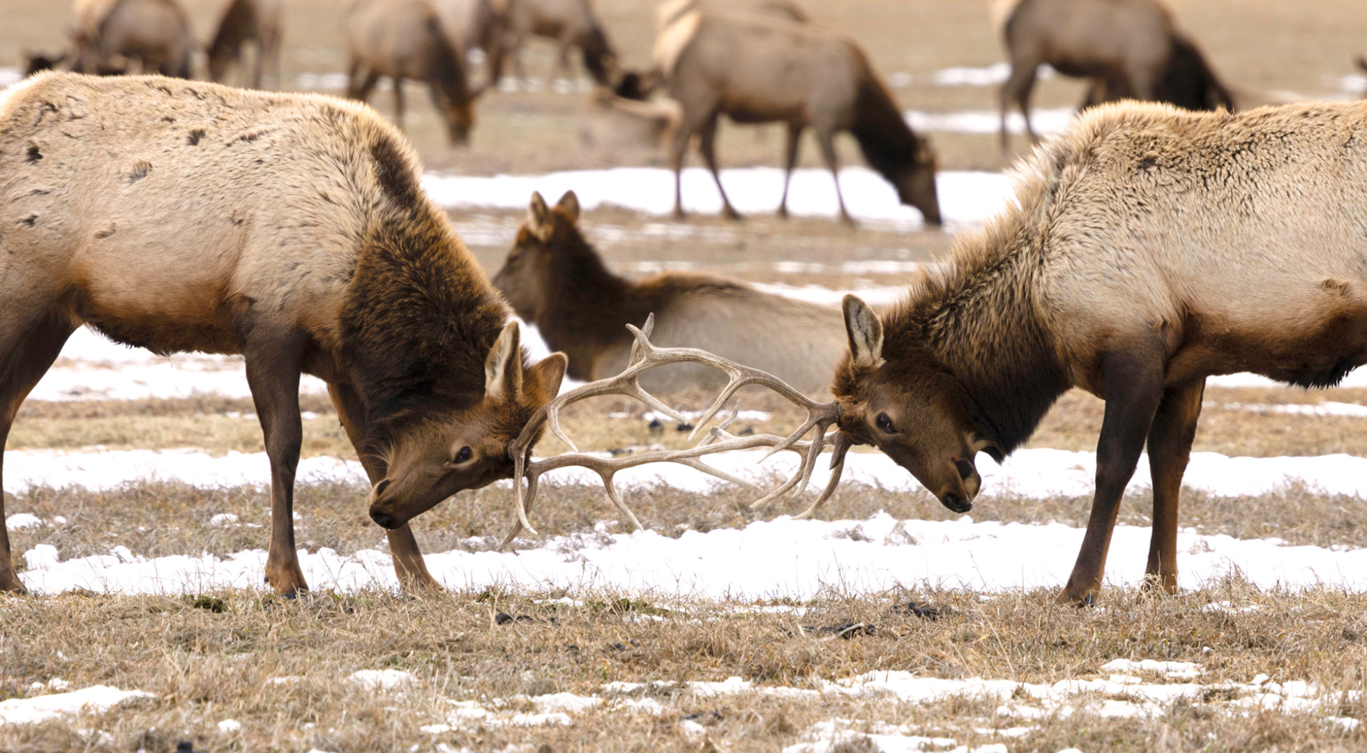 elk