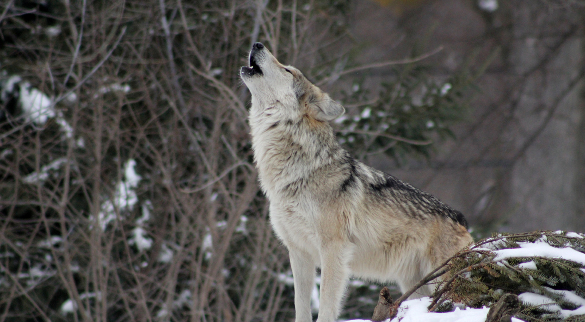 wolf