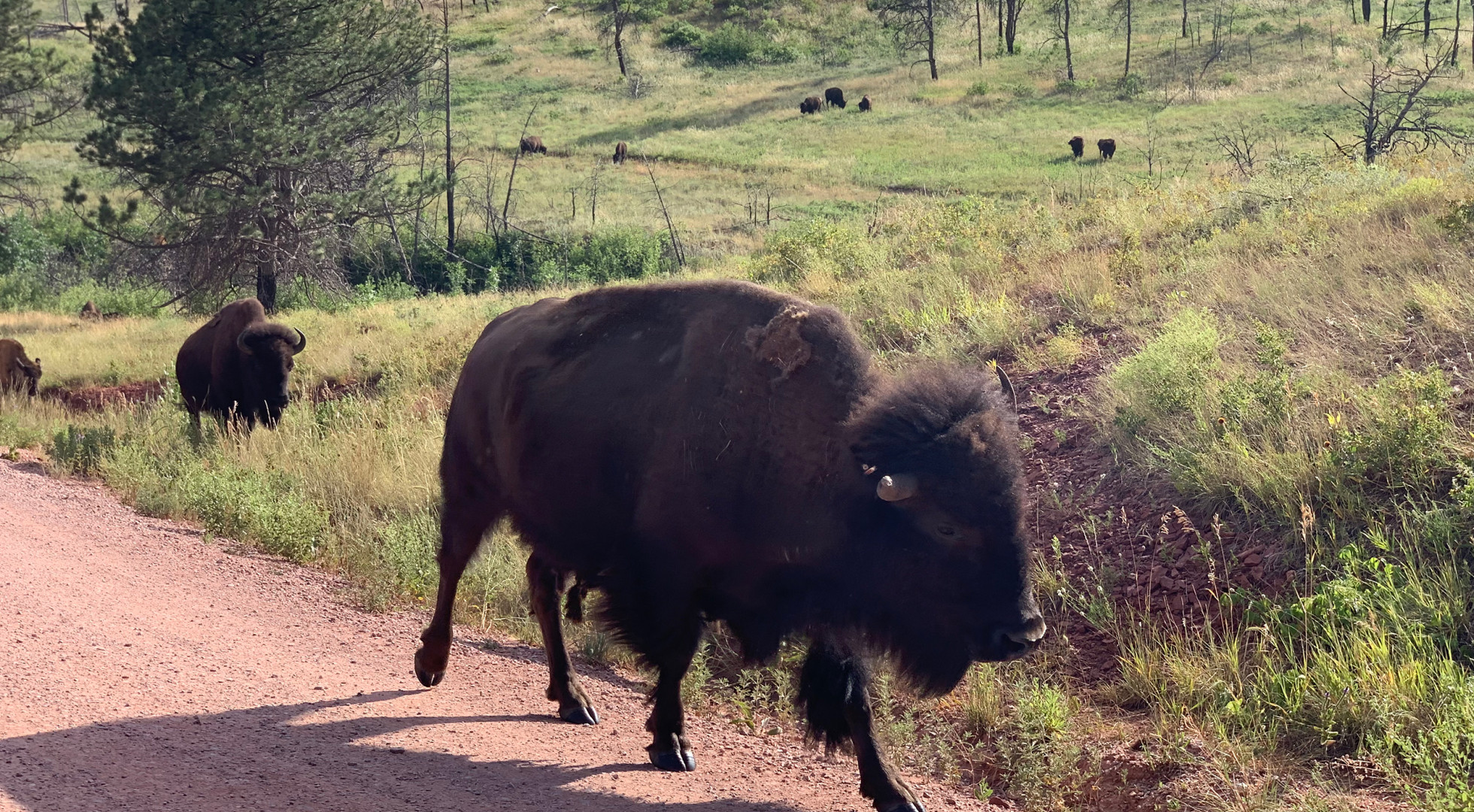 bison