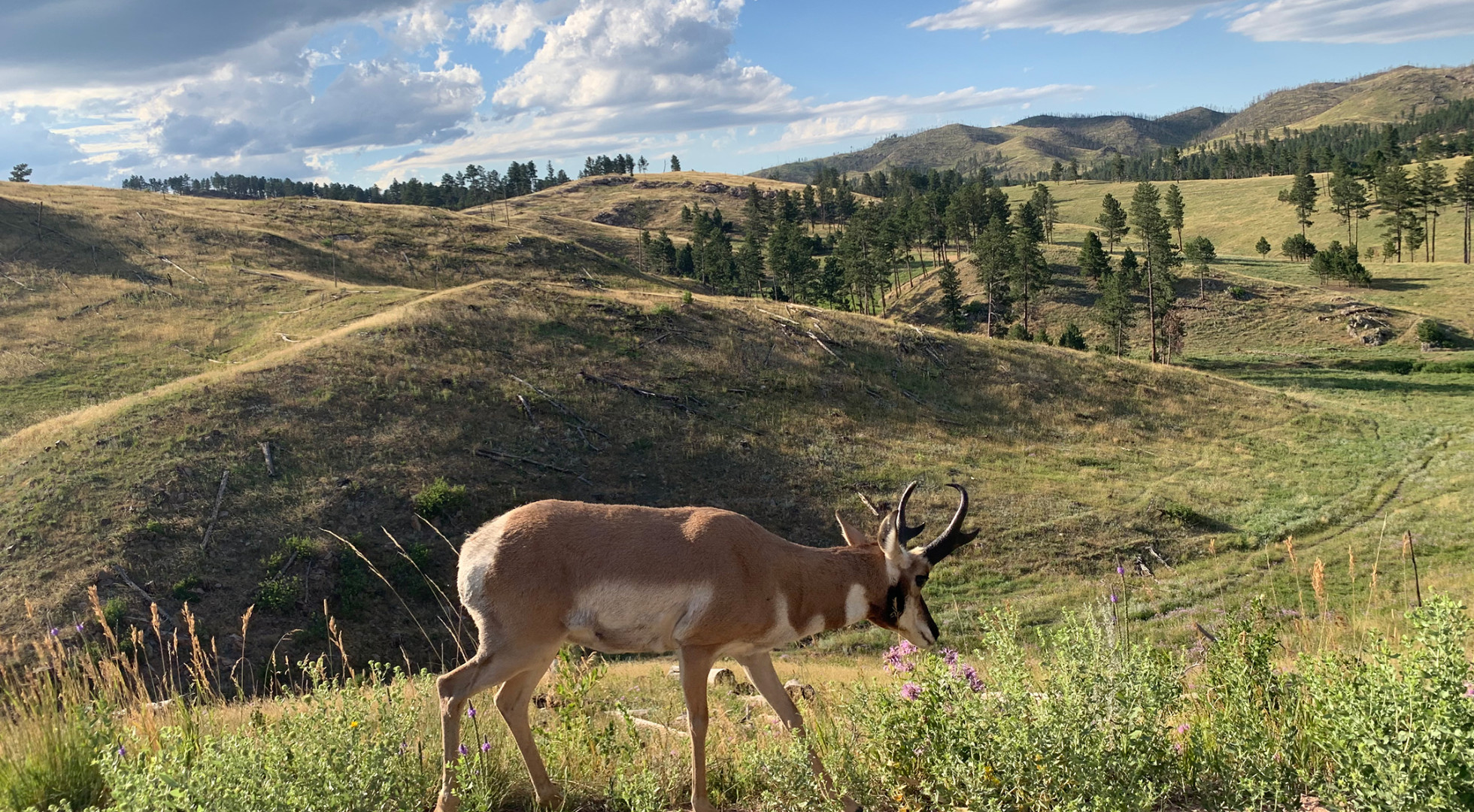 national park wildlife