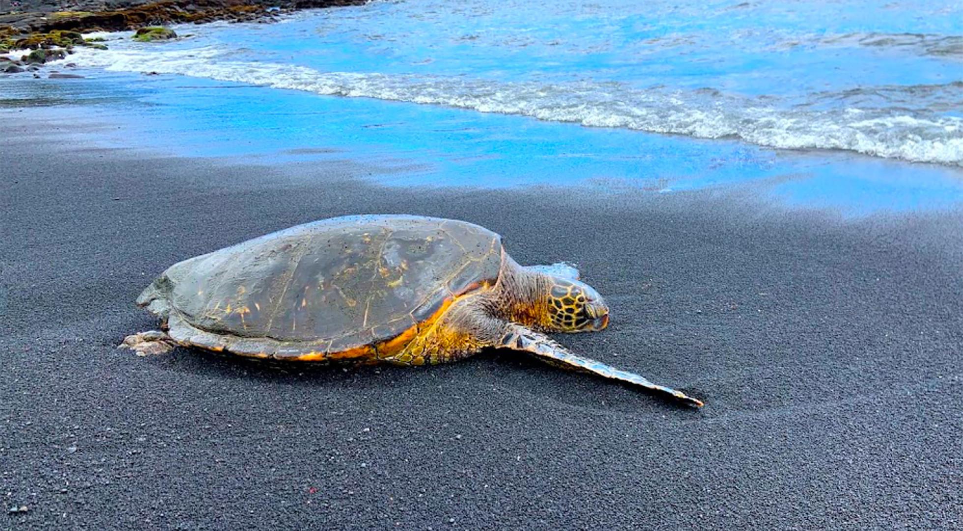 turtle