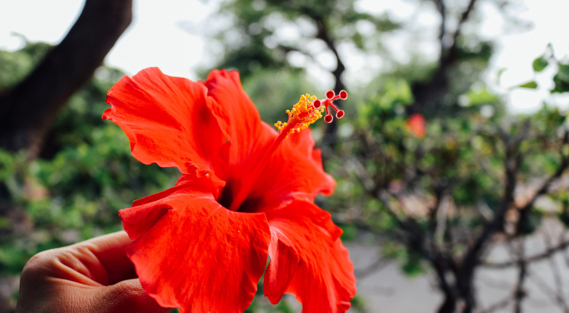 flower